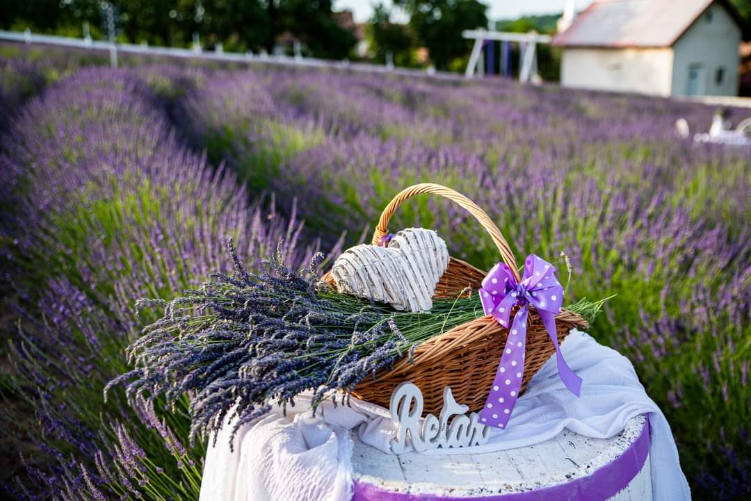 Lila Gold Lavender